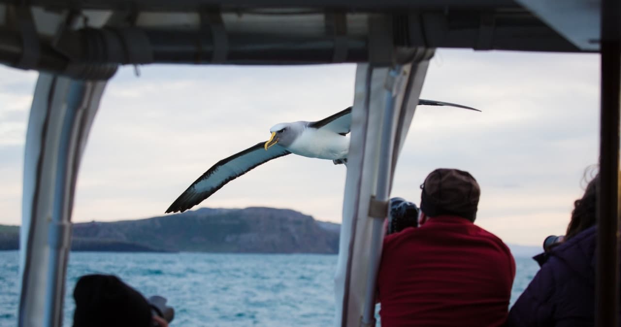 Monarch Wildlife Cruise and Peninsula Encounter Tour - image 6